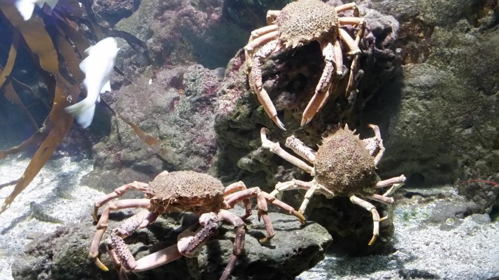 Aquarium