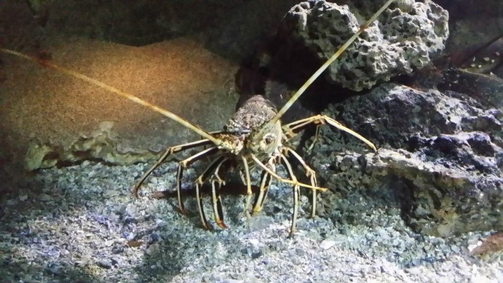 Aquarium