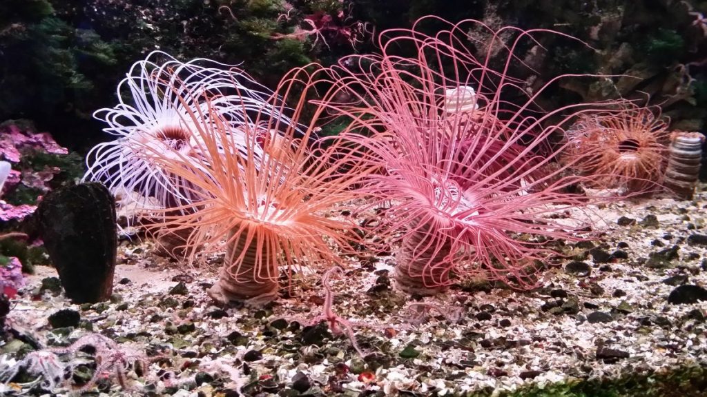Aquarium