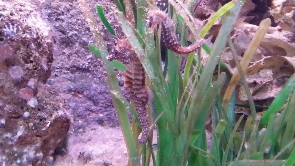 Aquarium