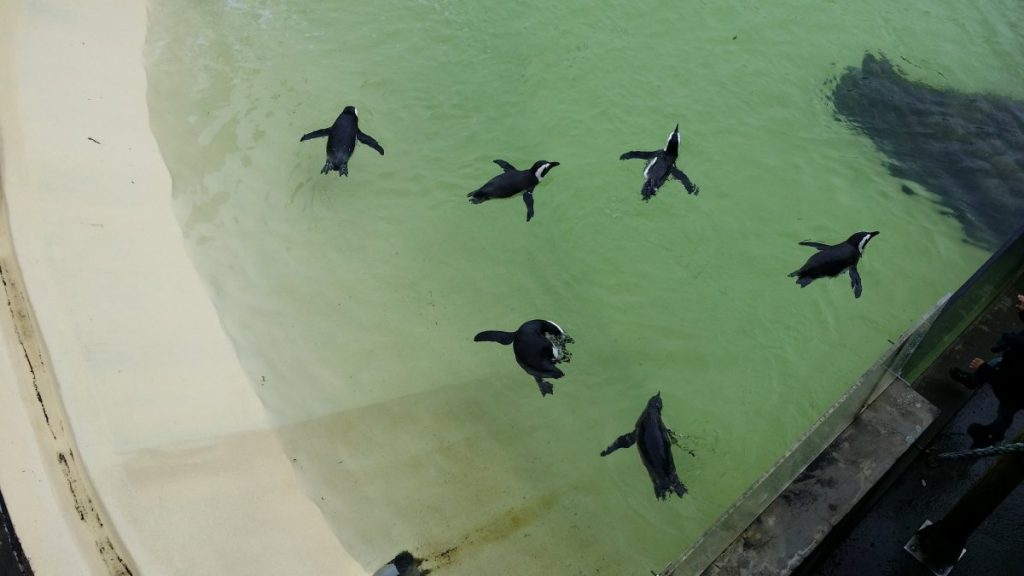 Pingouins