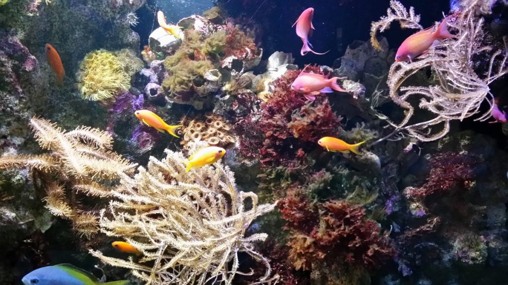 Aquarium