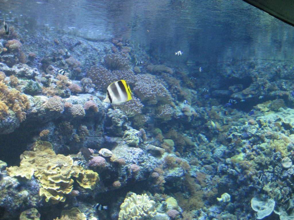 Poisson